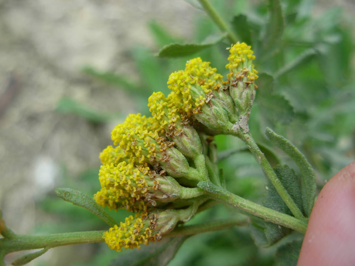 Achillea ageratum L. / Millefoglio agerato